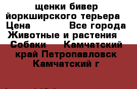 щенки бивер йоркширского терьера › Цена ­ 8 000 - Все города Животные и растения » Собаки   . Камчатский край,Петропавловск-Камчатский г.